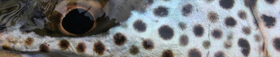 Trout eye